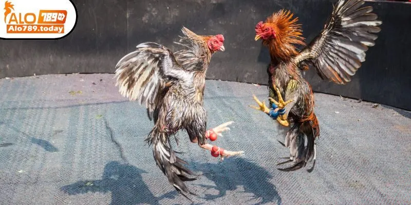 Đá gà cựa tròn là gì?